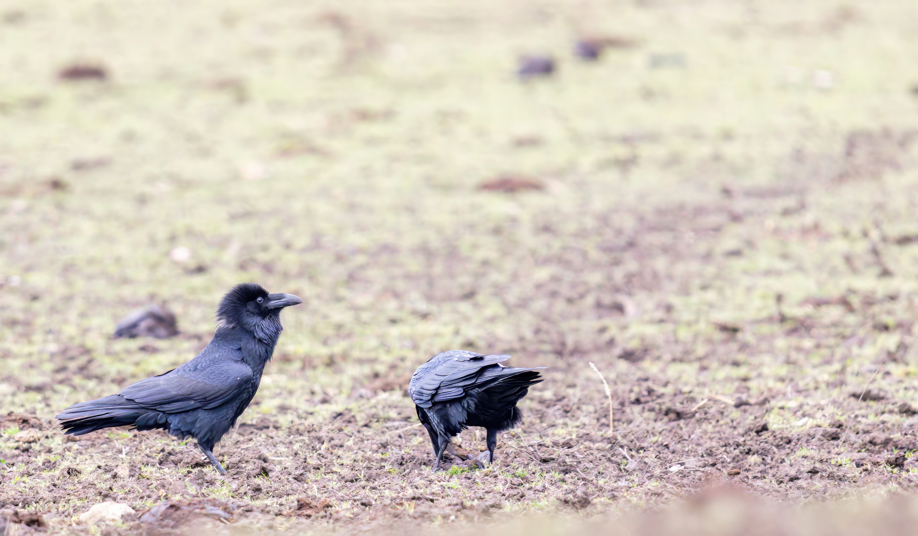 Kolkrabe (Corvus corax)