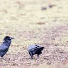 Kolkrabe (Corvus corax)