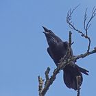 Kolkrabe (Corvus corax)