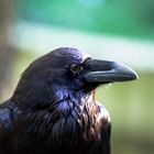 Kolkrabe (Corvus corax)