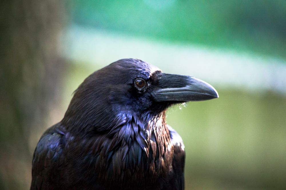 Kolkrabe (Corvus corax)