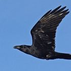 Kolkrabe (Corvus corax)