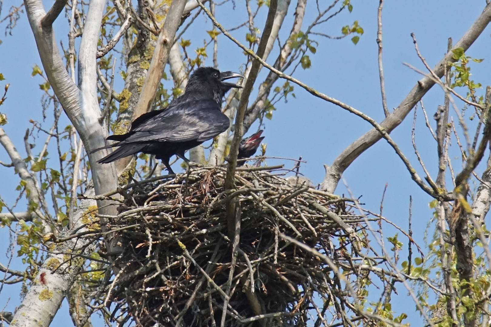 Kolkrabe (Corvus corax) am Nest