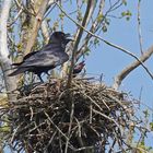 Kolkrabe (Corvus corax) am Nest