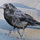 Kolkrabe (Corvus corax)