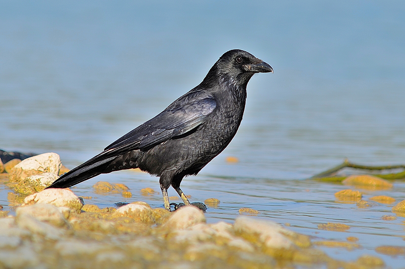 Kolkrabe, (Corvus corax), Common raven, Cuervo grande