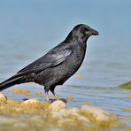 Kolkrabe, (Corvus corax), Common raven, Cuervo grande