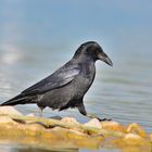 Kolkrabe, (Corvus corax), Common raven, Cuervo grande