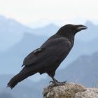 Kolkrabe (Corvus corax)