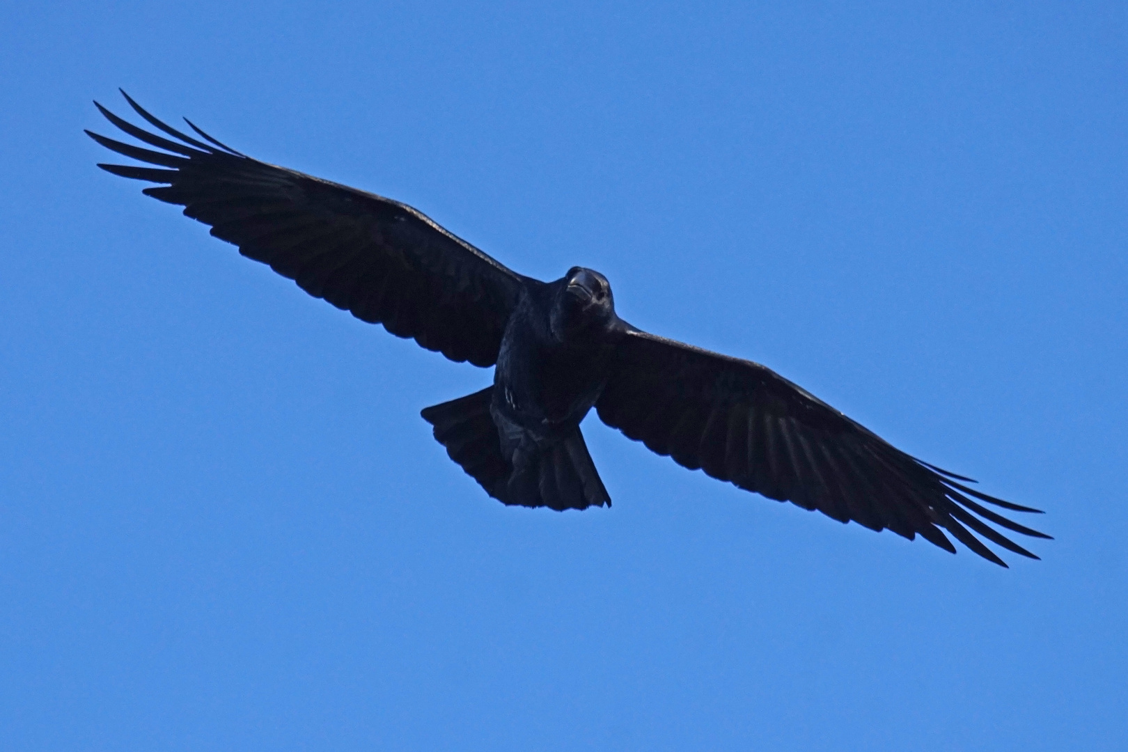 Kolkrabe (Corvus corax)