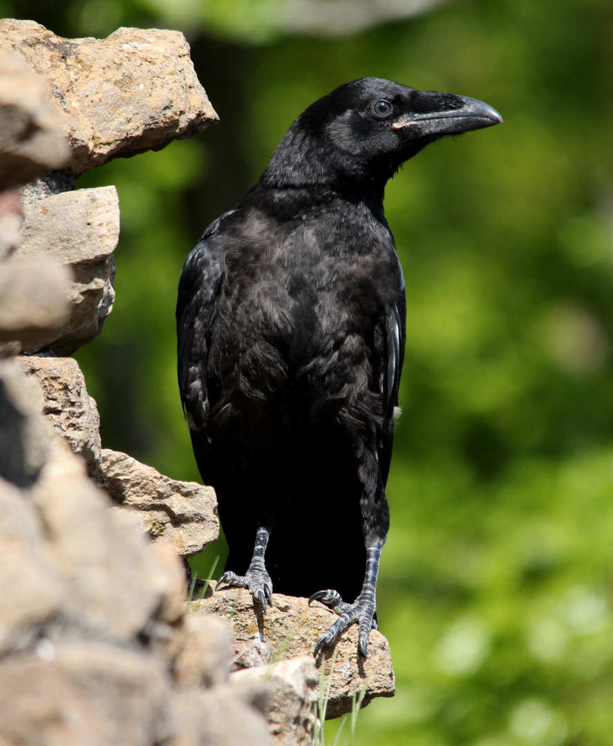 Kolkrabe (Corvus corax)