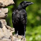 Kolkrabe (Corvus corax)