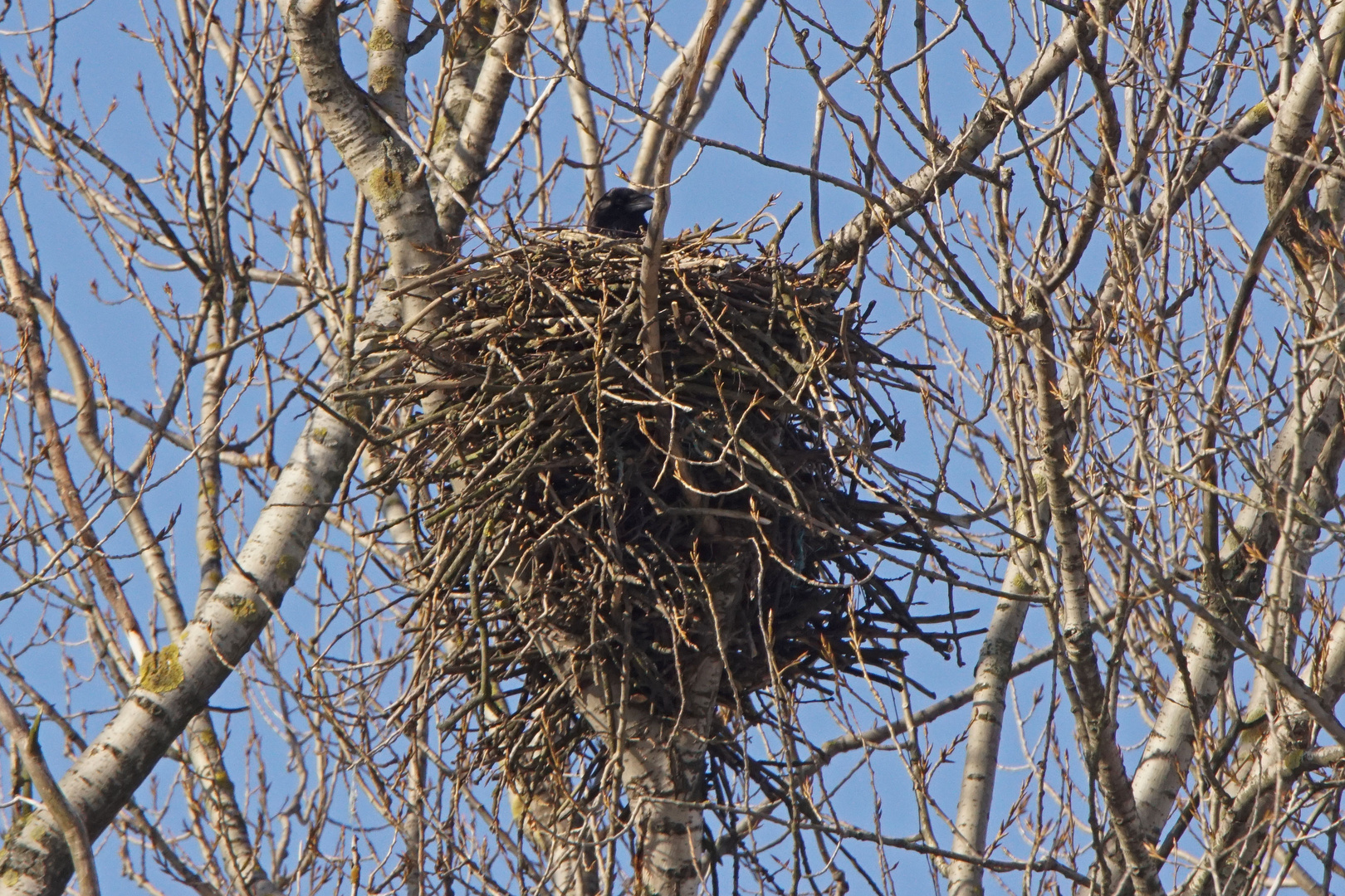 Kolkrabe (Corvus corax)