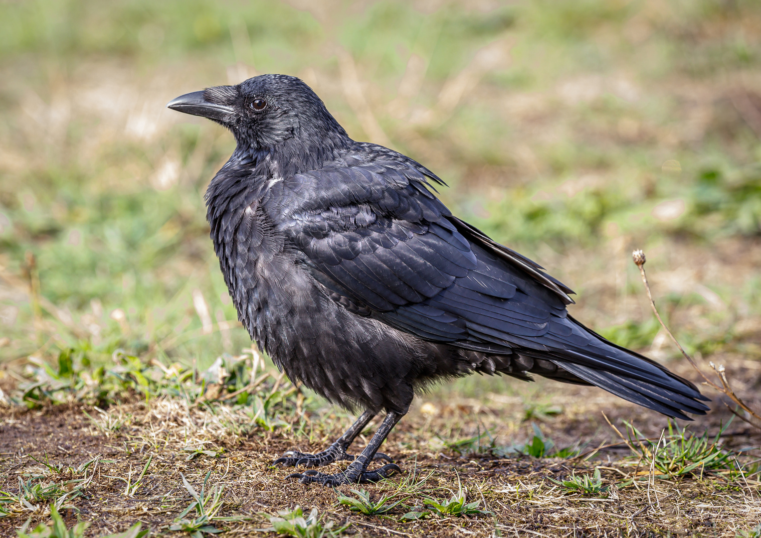 Kolkrabe (Corvus corax) männlich