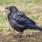 Kolkrabe (Corvus corax) männlich