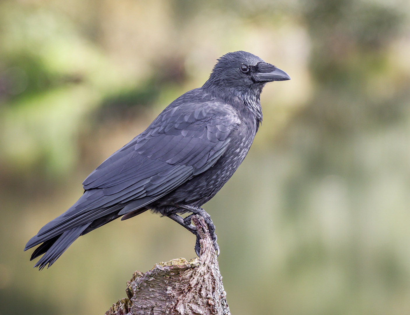 Kolkrabe (Corvus corax) Weibchen