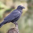 Kolkrabe (Corvus corax) Weibchen