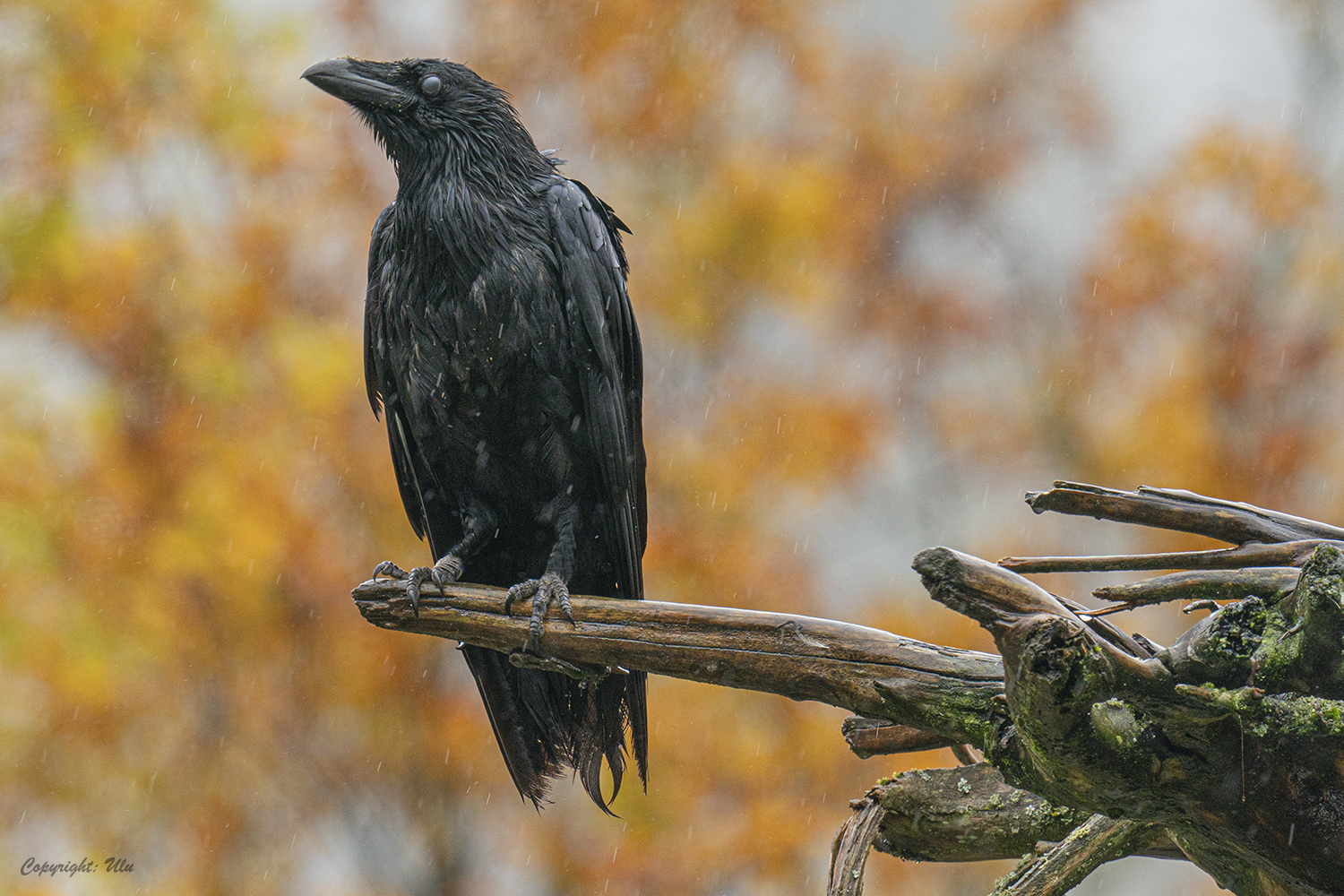 Kolkrabe im Regen 