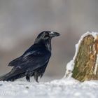 Kolkrabe im Schnee