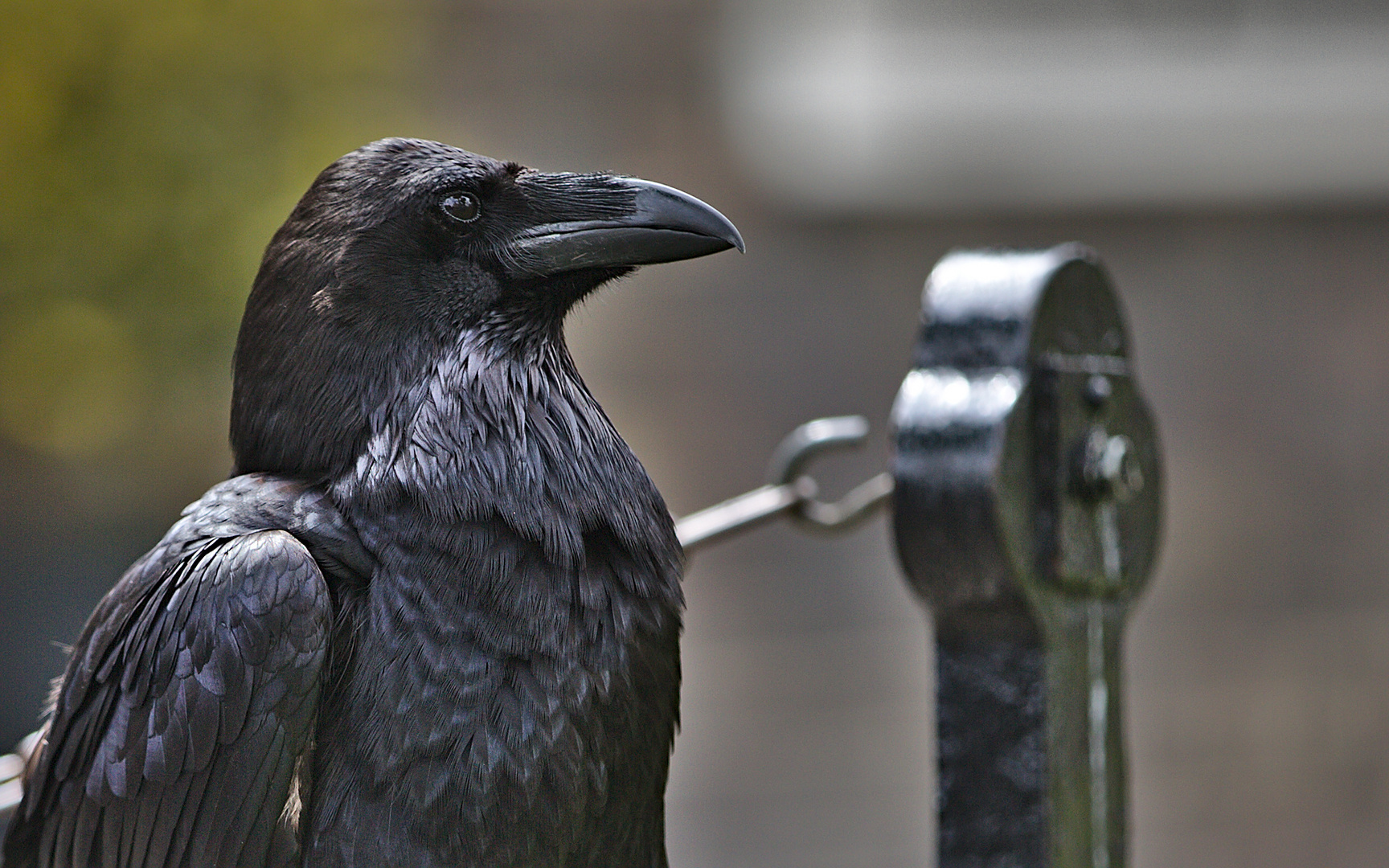 Kolkrabe im Tower of London