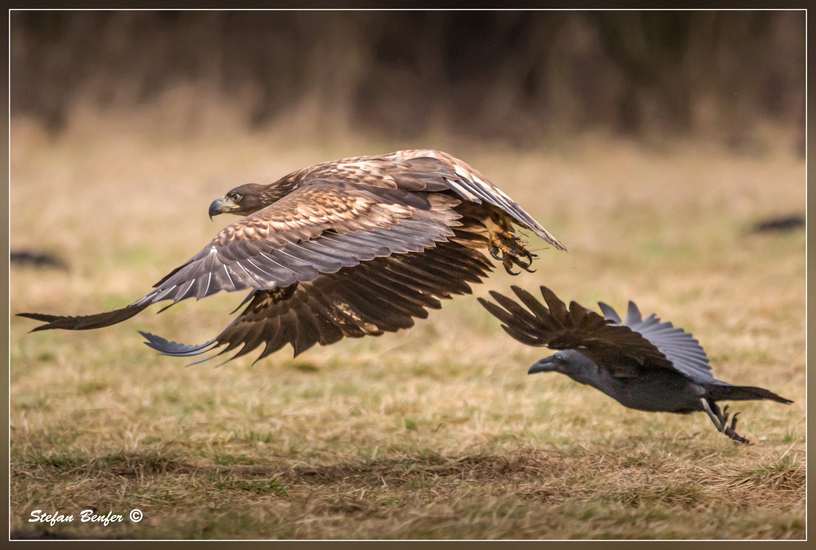 Kolkrabe verfolgt Seeadler