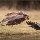 Kolkrabe verfolgt Seeadler