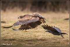 Kolkrabe verfolgt Seeadler