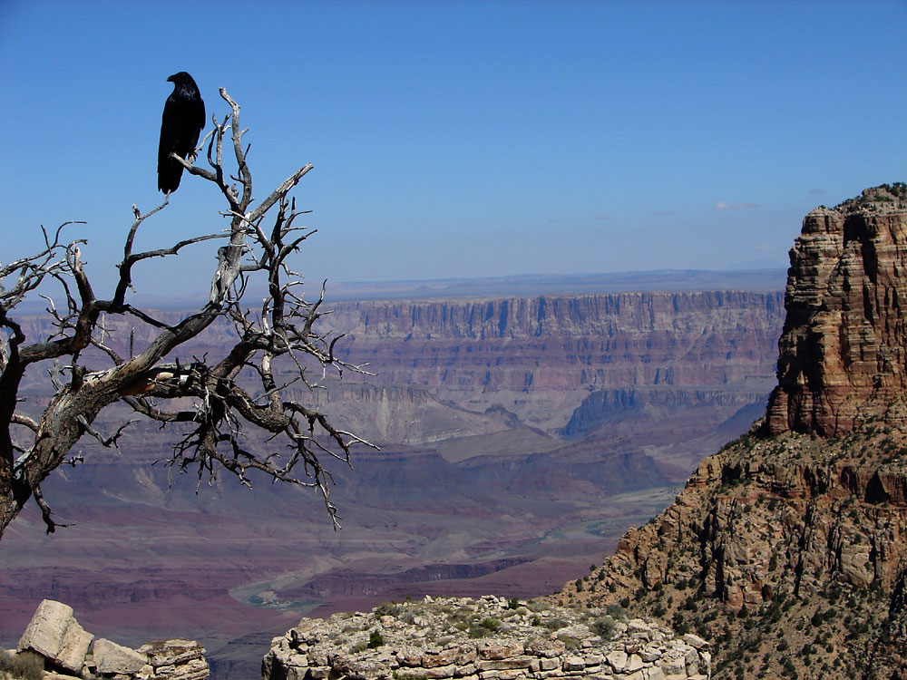 Kolkrabe vor der gewaltigen Schlucht des Grand Canyon.