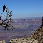 Kolkrabe vor der gewaltigen Schlucht des Grand Canyon.