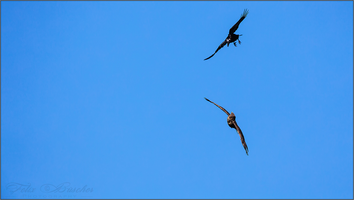 Kolkrabe vs. Bussard