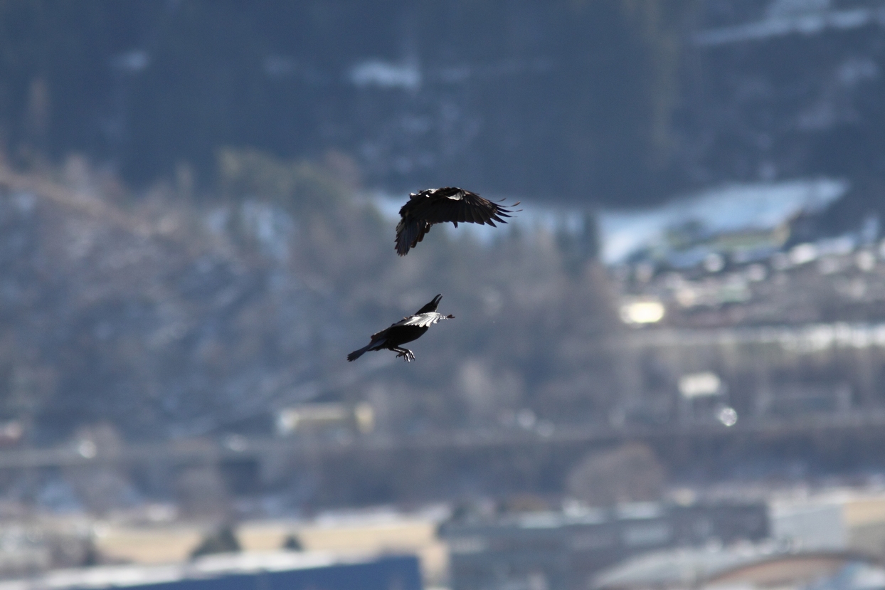 Kolkraben 1 im Föhn