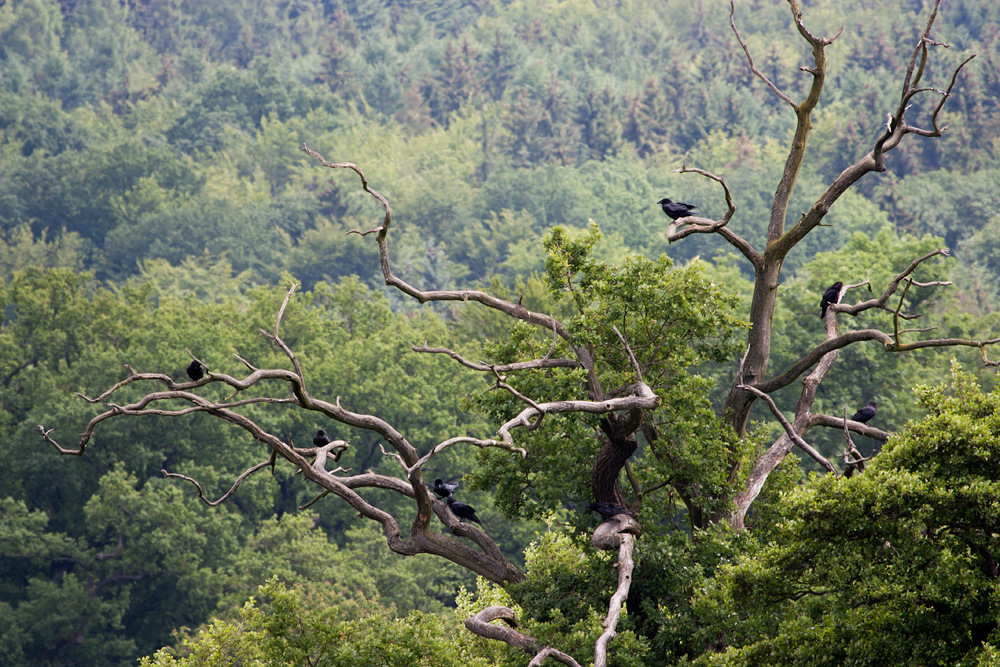 - Kolkraben-Baum -