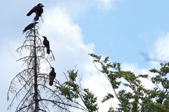 Kolkraben: Die Viererbande von Cratzenbach 01