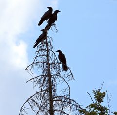 Kolkraben: Die Viererbande von Cratzenbach 02