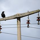 Kolkraben: Hochspannende Vögel