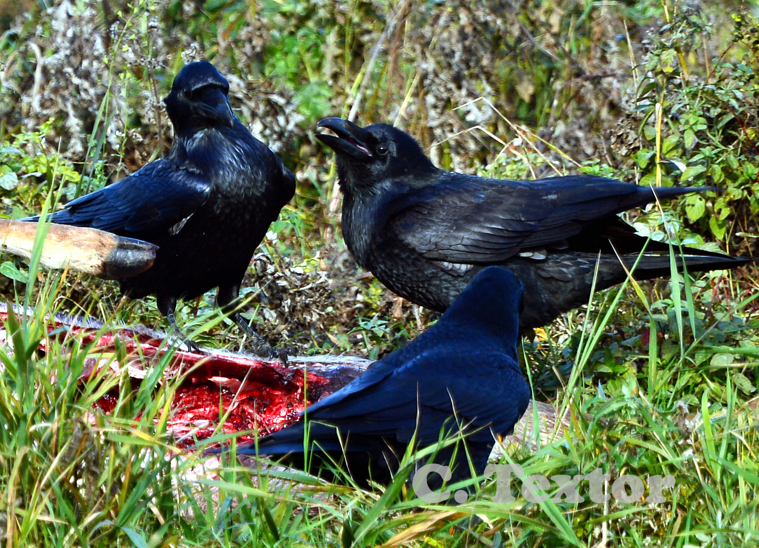 Kolkraben Mahlzeit