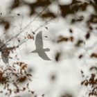 Kolkrabenpaar im Nebel