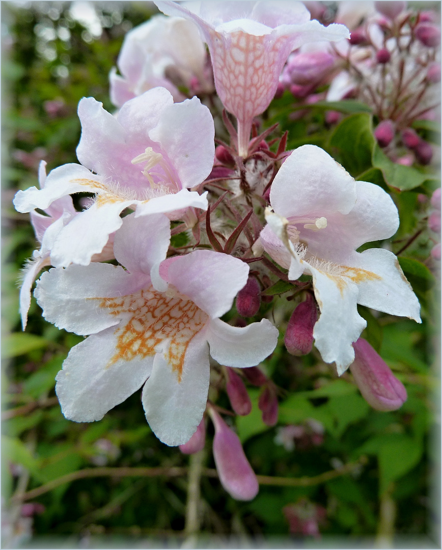 Kolkwitzie Foto & Bild | pflanzen, pilze & flechten, sträucher, blüten ...