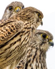 Kollage aus drei Einzelbildern