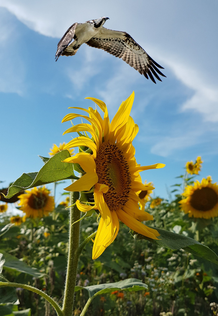 Kollage Fischadler und Sonnenblume