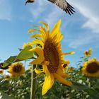 Kollage Fischadler und Sonnenblume