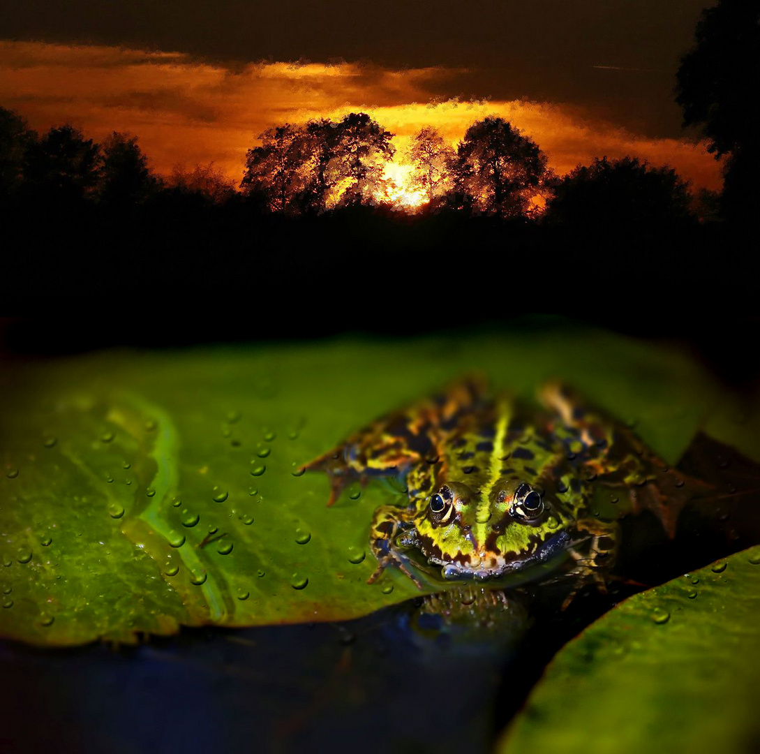 Kollage Frosch und Sonnenuntergang