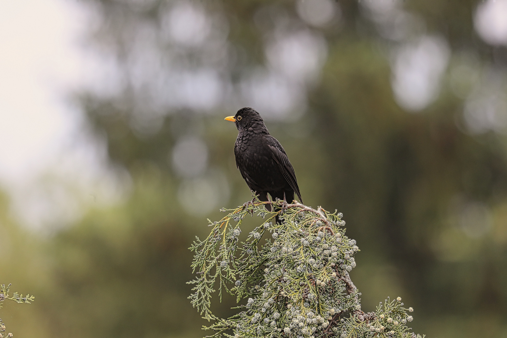 Kollege Amsel.