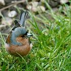 Kollege Buchfink im Gras