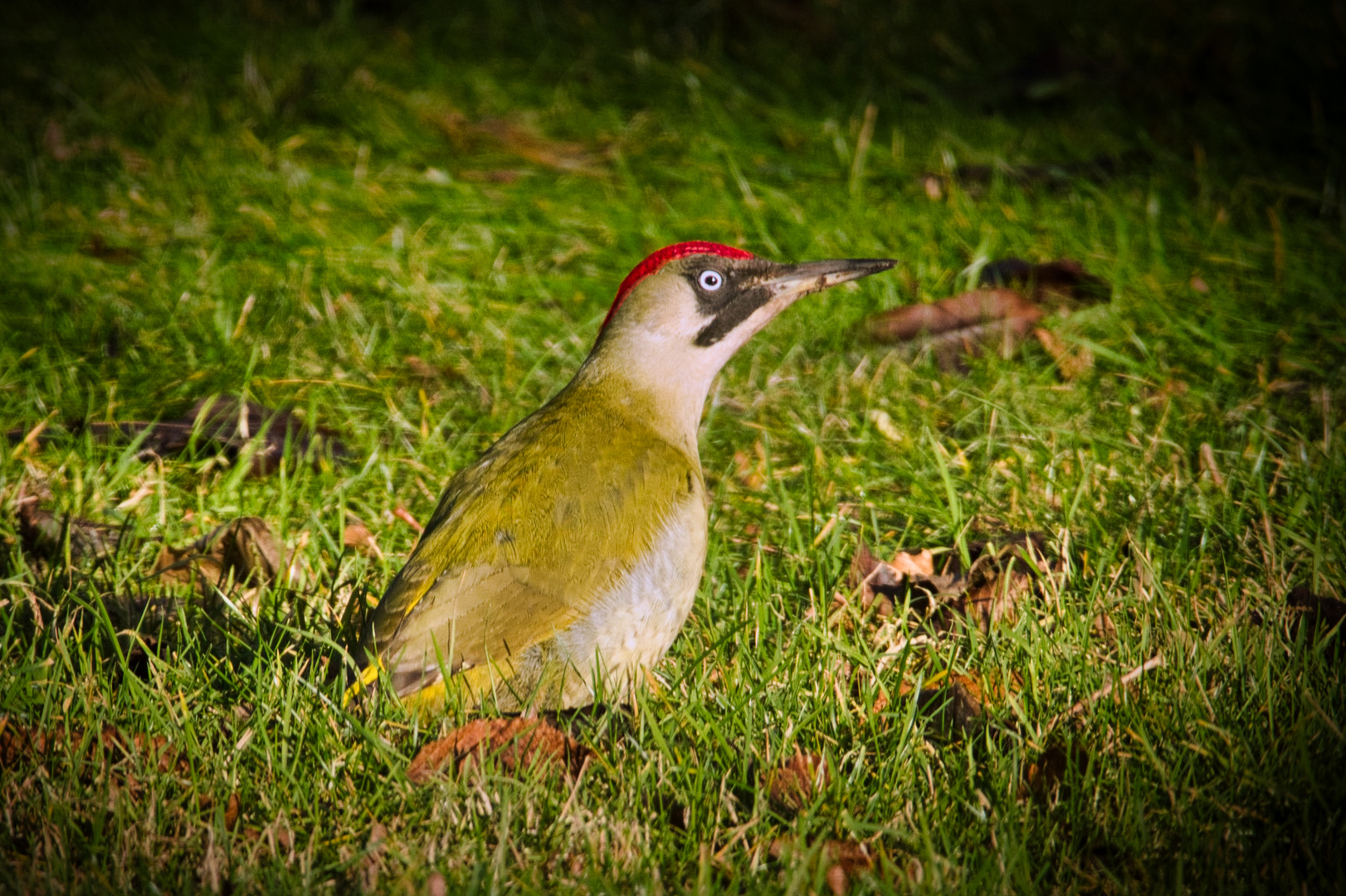 Kollege Grünspecht zu Besuch im Garten Foto &amp; Bild tiere