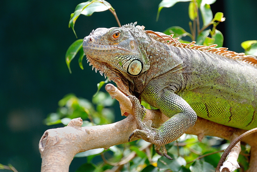 Kollege Leguan