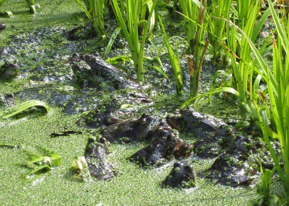 "Kollektive Froschliebe"