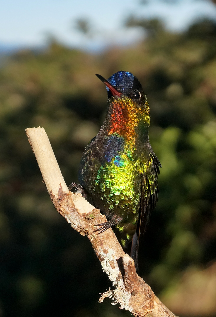 Kollibri Costa Rica