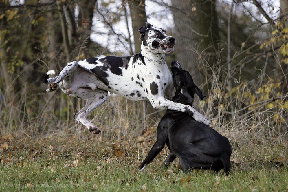 Kollisionsdoggen oder Doggenkollision, je nachdem...