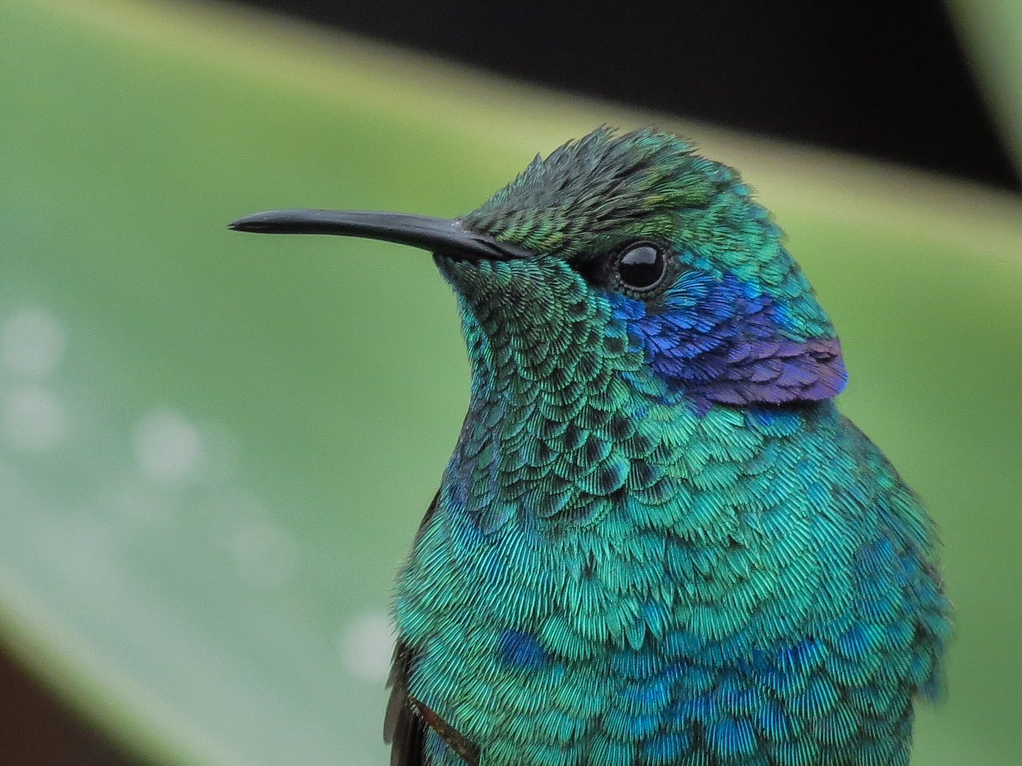 Kolobri Foto & Bild | tiere, wildlife, wild lebende vögel Bilder auf ...